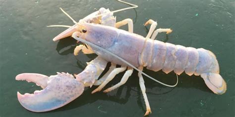 A rare albino lobster has been caught : r/nevertellmetheodds