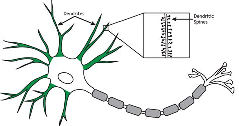 1.1: The Neuron - Medicine LibreTexts