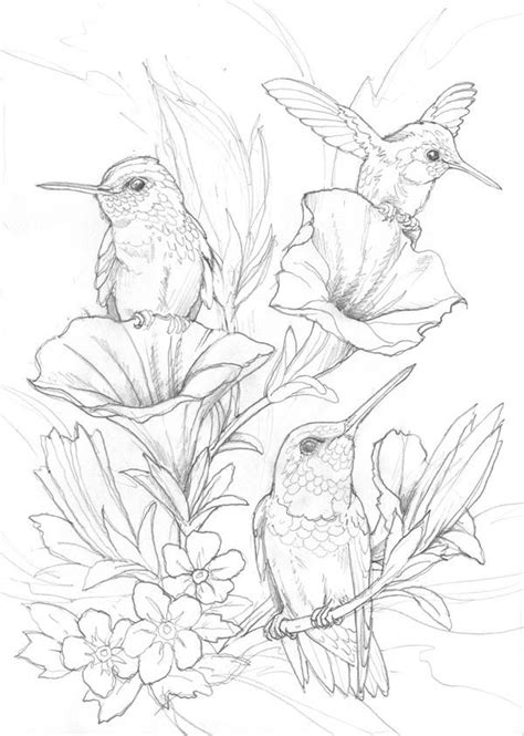 Hummingbird Drawing Free at GetDrawings | Free download