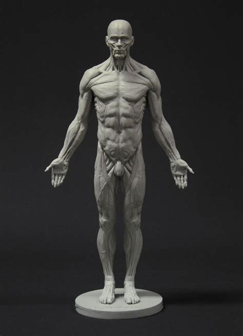 Male full ecorche reference figure by 3dtotal staff 700px X 970px ...