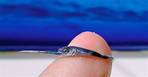 Marine Biologist Shows What A Baby Swordfish Looks Like | Bored Panda