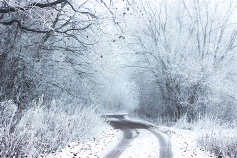 Free Images : tree, branch, frost, weather, season, blizzard, freezing, atmospheric phenomenon ...