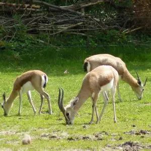 Dorcas Gazelle - Facts, Diet, Habitat & Pictures on Animalia.bio