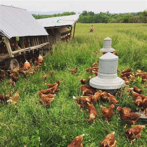 Pasture-Raised Laying Hens - Smith Meadows