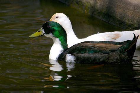 Duclair Duck - Connecticut's Beardsley Zoo