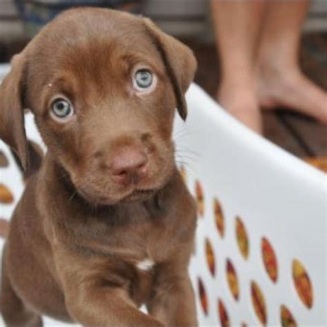 Chocolate Lab Puppies For Adoption In Nc : Labrador Retriever ...