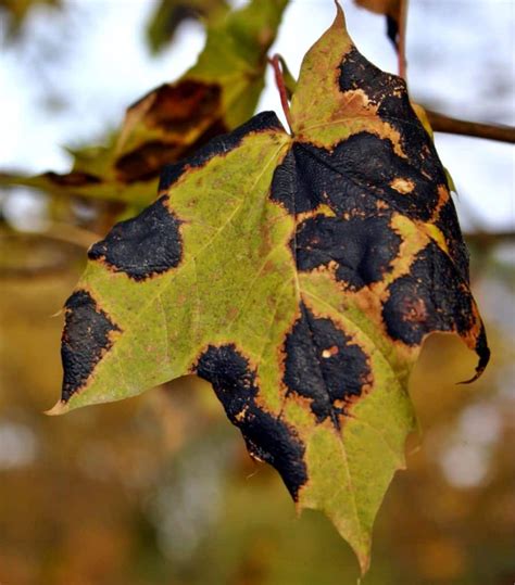 Black spot disease - treating and fighting it naturally