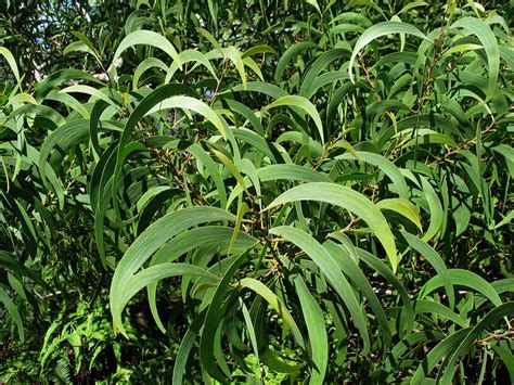 Acacia koa | Koa Fabaceae Endemic to the Hawaiian Islands Hā… | Flickr