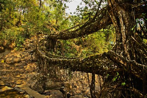 Living Root Bridges of Meghalaya on Behance