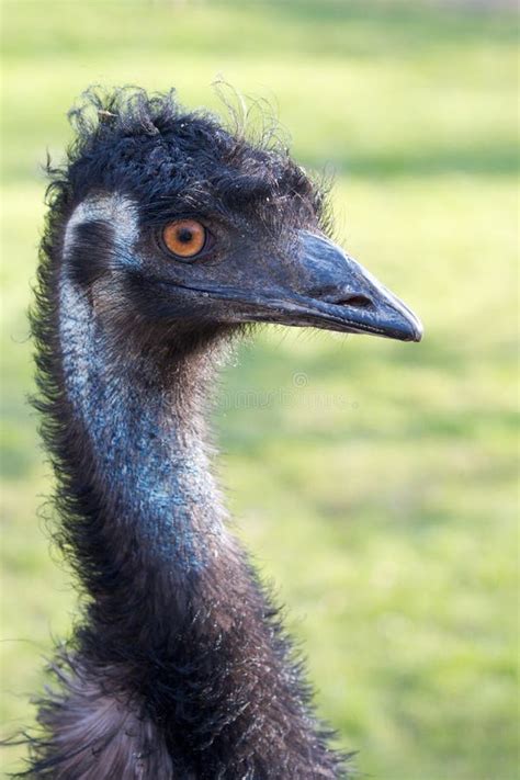 Angry Emu Stock Photos - Free & Royalty-Free Stock Photos from Dreamstime