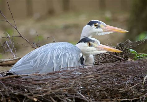 Heron Symbolism: 16 Spiritual Meanings Of Heron