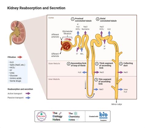 Nephron- Definition, Structure, Physiology, Functions