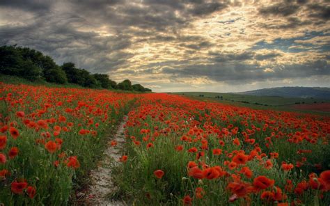 Field of Poppies Wallpaper (50+ images)