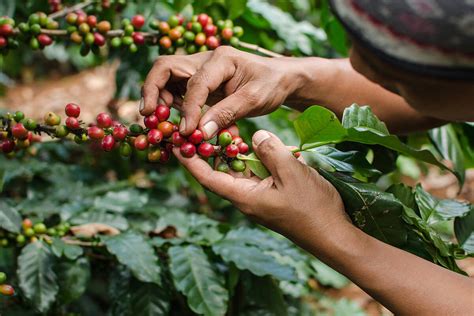 People Picking Coffee Beans - Jaka-Attacker