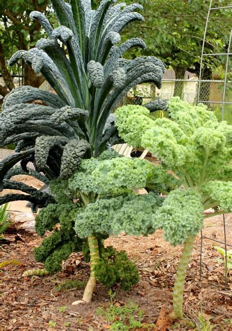 The Ultimate Guide to Growing Kale - SchneiderPeeps