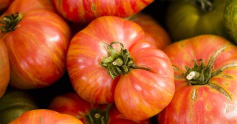 Big Rainbow Tomato Growing & Uses - The Garden Magazine