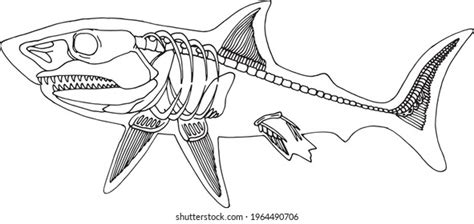 2,524 Shark Bone Images, Stock Photos, 3D objects, & Vectors | Shutterstock