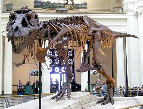 Did You Know? Sue the dinosaur was discovered by a Chicagoan