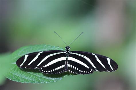 1920x1080 wallpaper | zebra longwing butterfly on a green leaf close up focus photograph | Peakpx