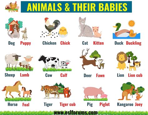 Animals And Their Sounds In English