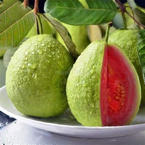 Buy Thai Red Guava Fruit Plant Online at Plants Bazar. Order Now!