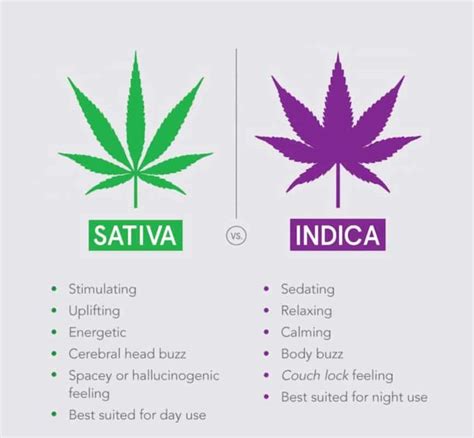 Indica vs Sativa - The Real Difference - Greenpoint Seeds