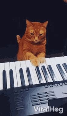 Piano Cat Meme Gif