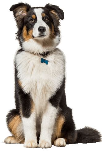 Australian Shepherd Training, Personality, & More | TrainPetDog