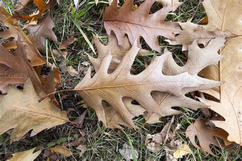 old autumn foliage 9709421 Stock Photo at Vecteezy