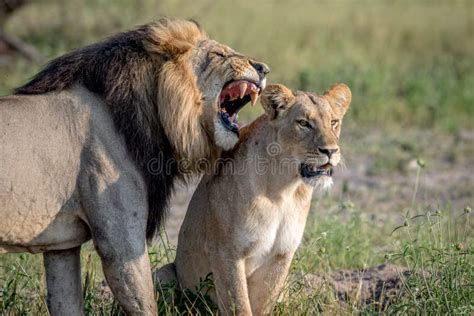 Lion Mating Couple Standing in the Grass. Stock Image - Image of power, male: 99979153