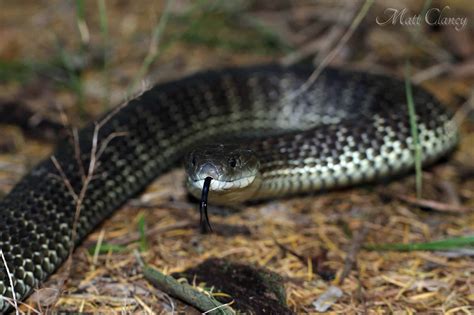 Eastern Tiger Snake - A-Z Animals