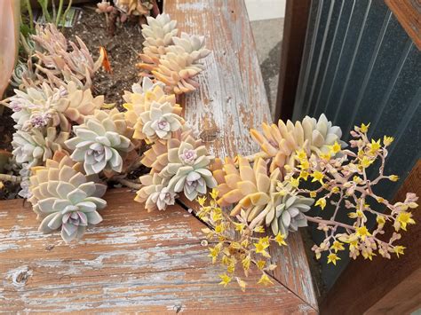 I love the colors of ghost plant and the flowers are fun too. : r/succulents