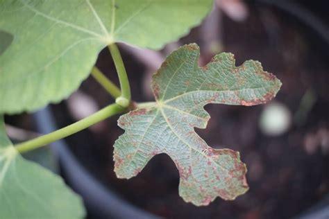 Fighting Fig Tree Diseases: A Guide to Diagnosis and Treatment ...