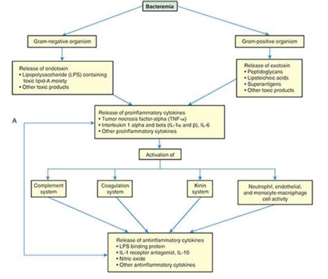 Pathophysiology | Septic Shock Case Study