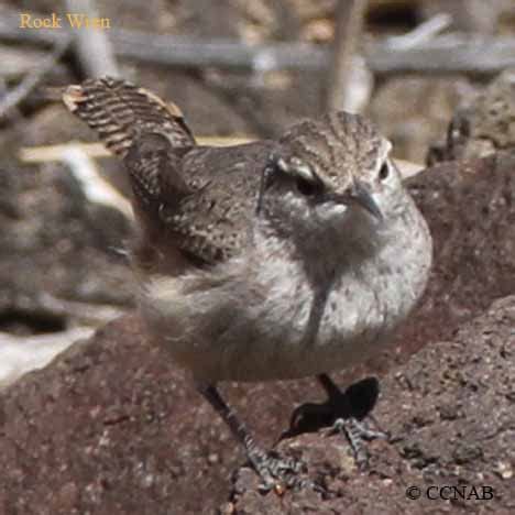 Rock Wren (Salpinctes obsoletus) - ROWR