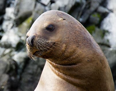 Tierra del Fuego - Wildlife | Behance