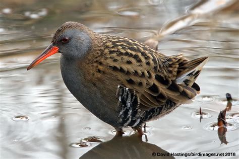 David Hastings' Bird & Insect Images - Water Rail (Rallus aquaticus)