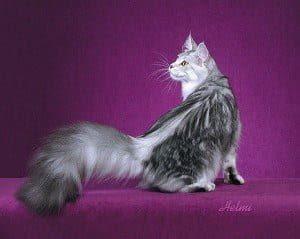 Cat Tail Types – Michael Broad