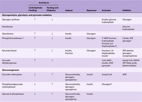 Allosteric Regulation Of Glycolysis And Gluconeogenesis