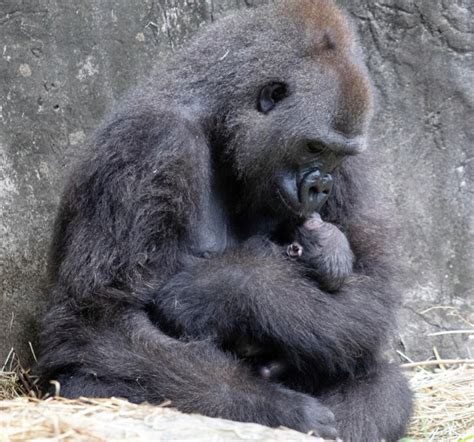 Tiny critically endangered gorilla baby born in New Orleans