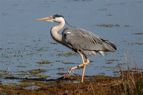 Grey Heron - BirdForum Opus | BirdForum