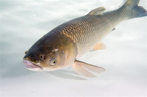 Invasive Grass Carp Captured In The Tittabawassee River | WSGW 790 AM & 100.5 FM