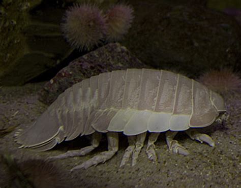 Giant Isopod | Online Learning Center | Aquarium of the Pacific