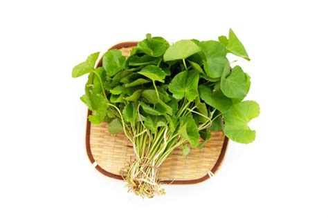 Centella Asiatica Extract - Support Skin Health Naturally - Naturmed ...