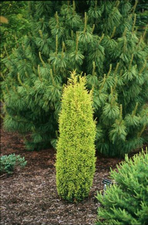 Juniperus communis ' Gold Cone ' Dwarf Golden Common Juniper - Kigi Nursery