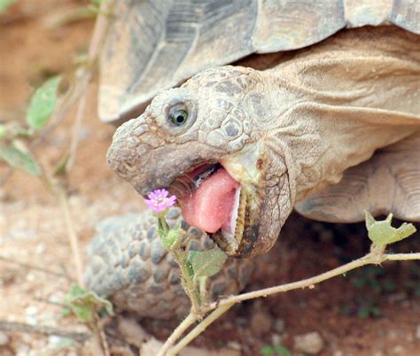 Sonoran Desert Tortoise is no longer listed as Endangered Species