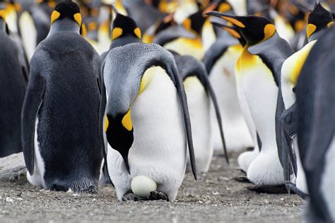 King Penguin With Egg, Aptenodytes Patagonicus, St Andrews Bay, South Georgia, Antarctica ...