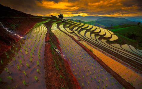 nature landscape sunrise mountain field rice paddy terraces sky thailand mist water clouds ...