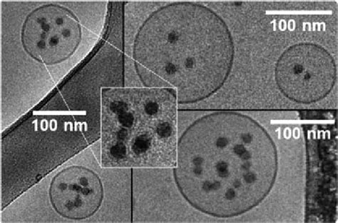 Cryo-TEM images of SNPs internalised within a vesicle. The Cryo-TEM... | Download Scientific Diagram