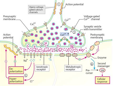 Neurotransmission